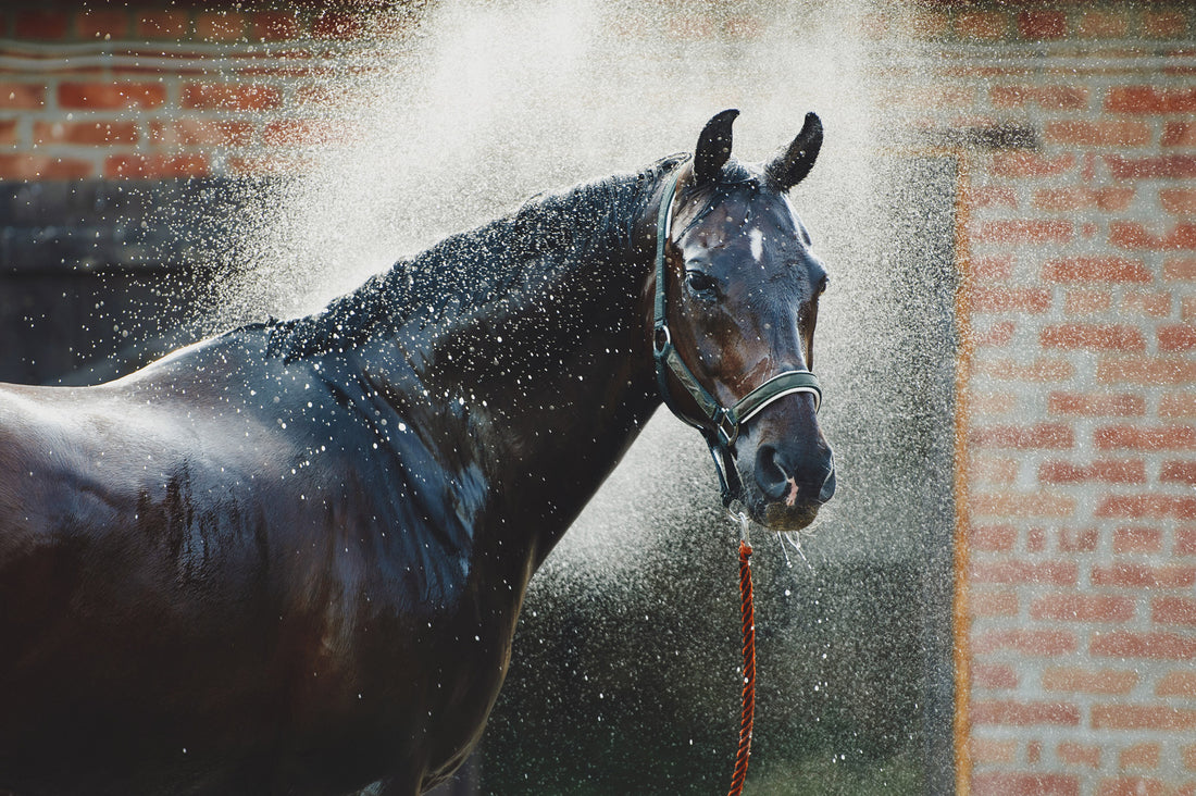 Grooming Success in 4 Steps